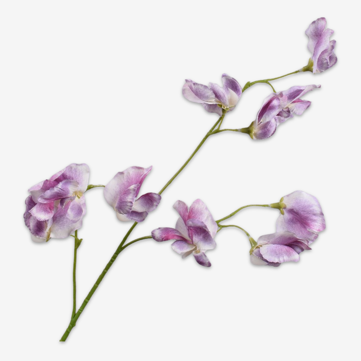 zijden bloem lathyrus fuchsia