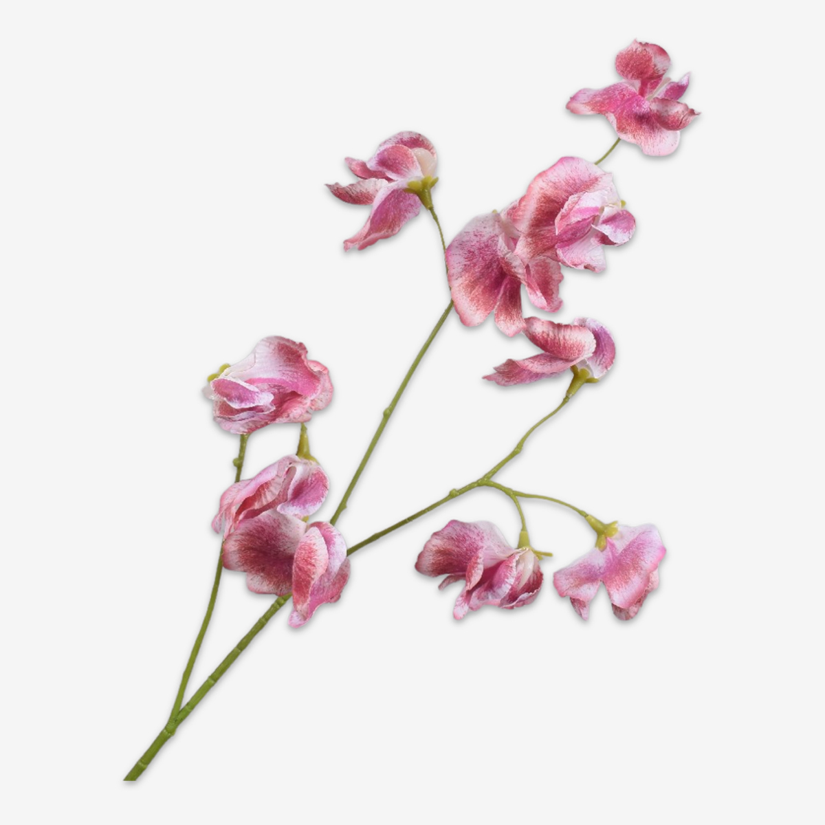 zijden bloem lathyrus fuchsia