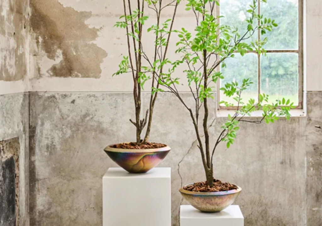 subcategorie seo foto planten