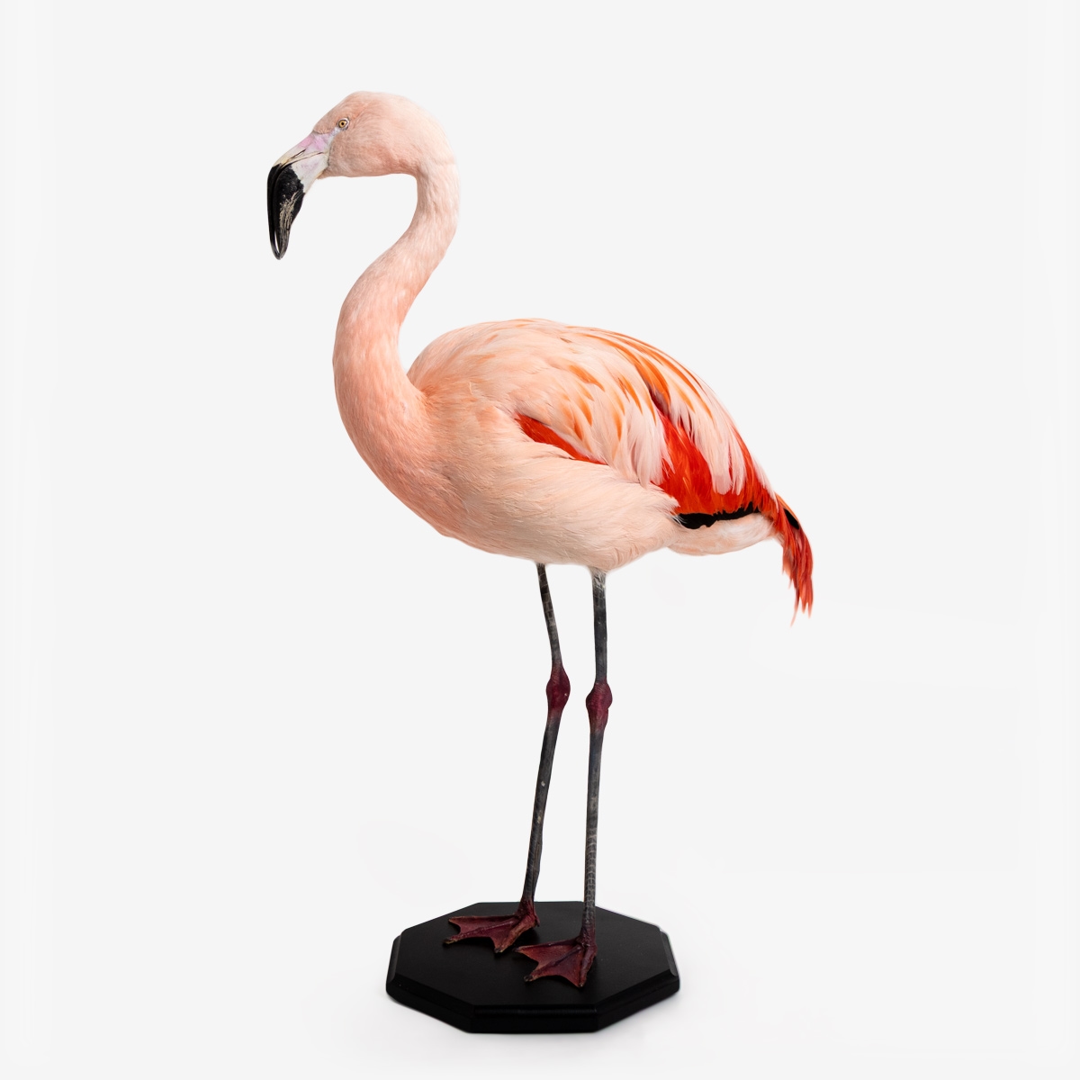 ov flamingo 56338 1