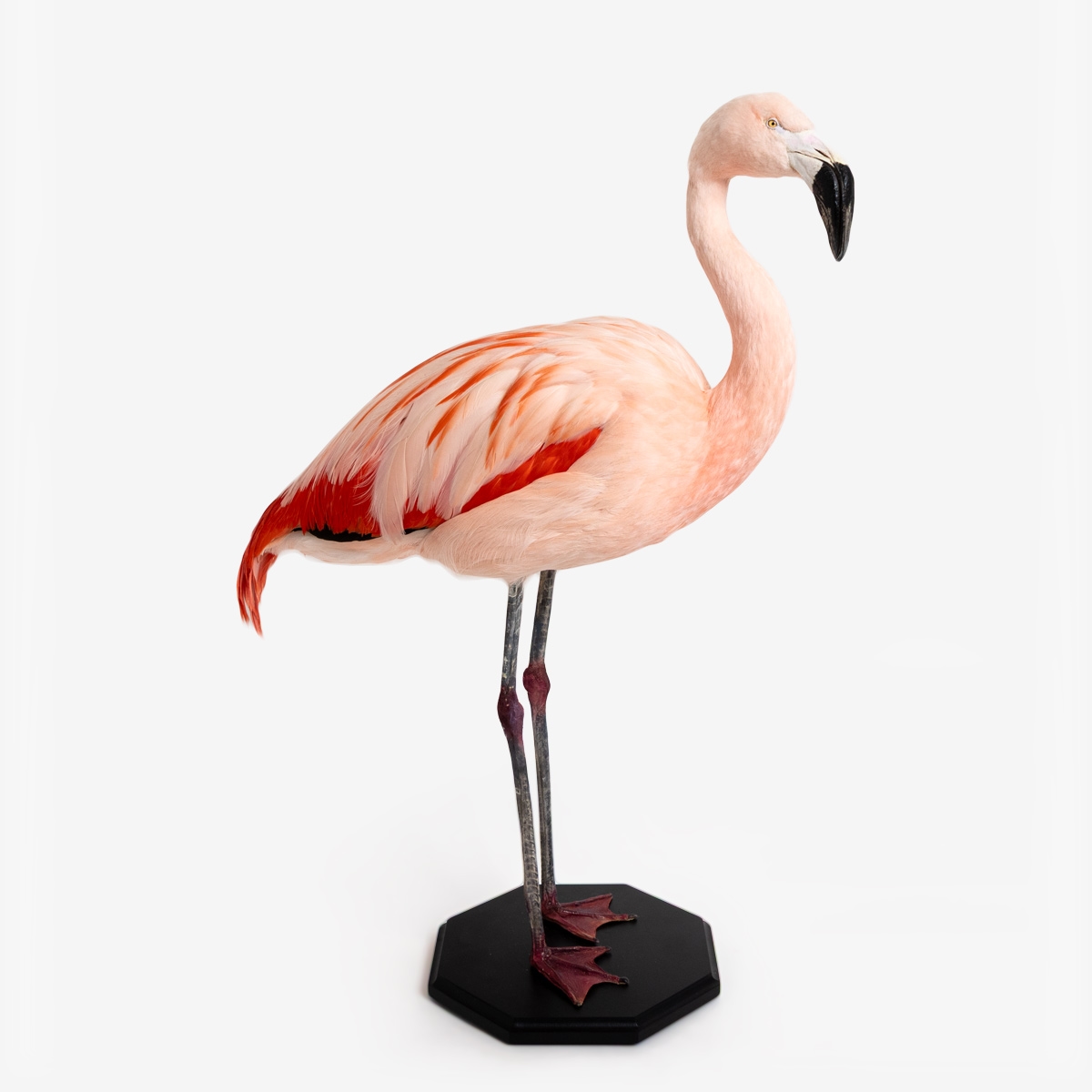 ov flamingo 56338 2
