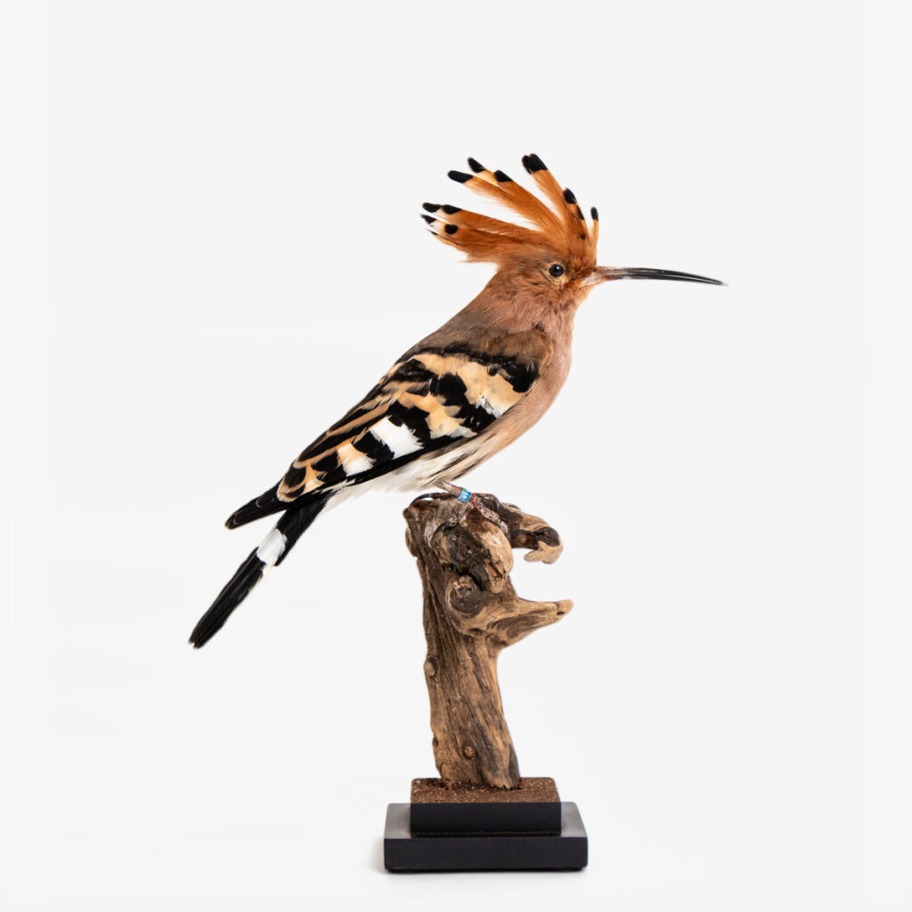 ov hop 56390 1