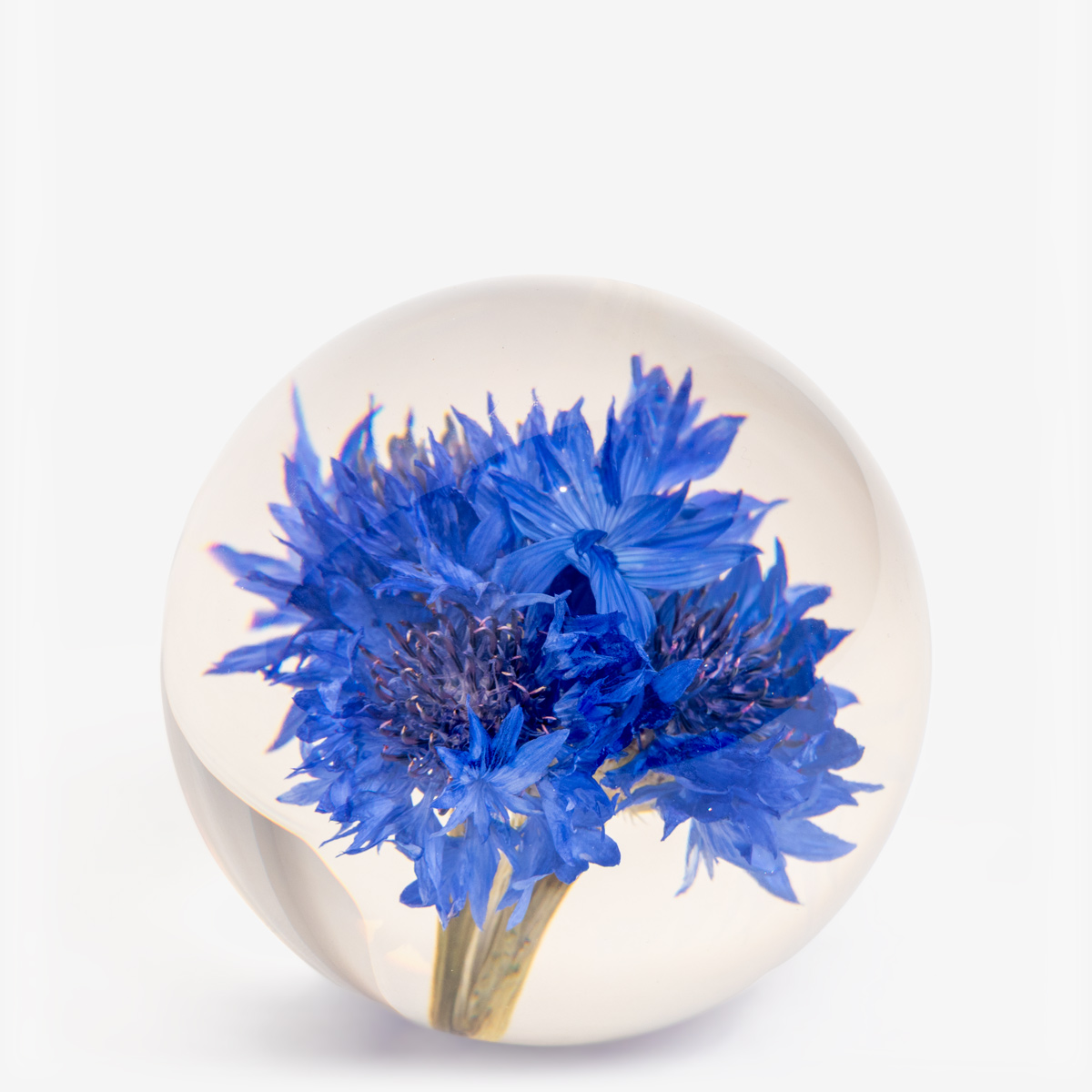 hf paperweight cornflower 55232 1