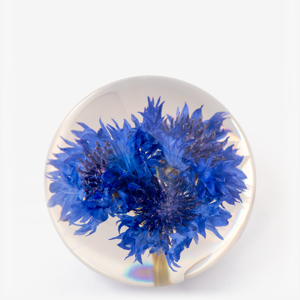 hf paperweight cornflower 55232 2