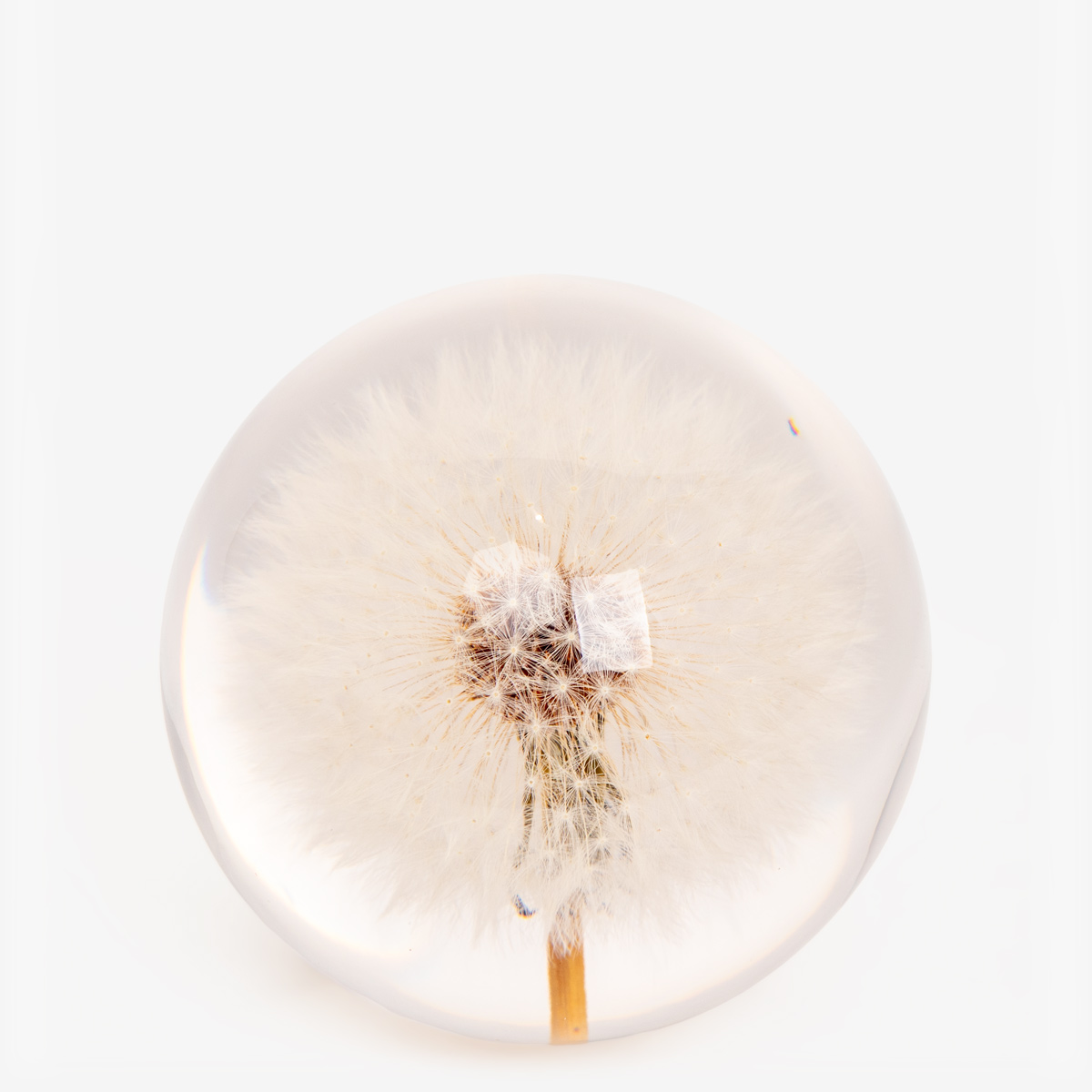 hf paperweight dandelion 55188 1