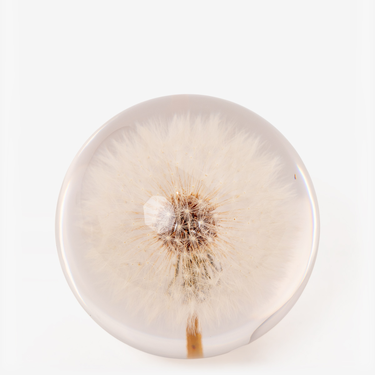 hf paperweight dandelion 55188 2