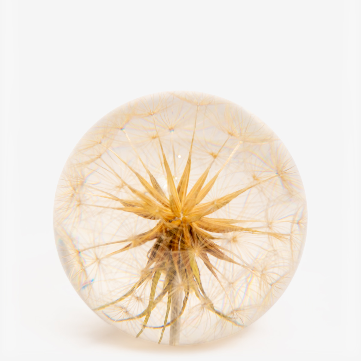 hf paperweight goatsbeard 55201 1