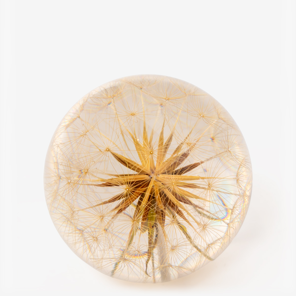 hf paperweight goatsbeard 55201 2