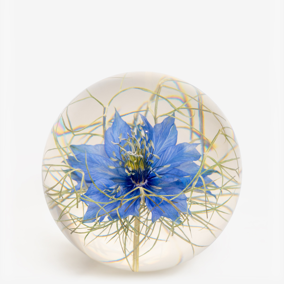 hf paperweight nigella flower 55218 2